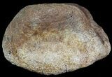 Hadrosaur Toe Bone - Alberta (Disposition #-) #71657-1